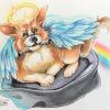 Corgi